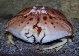 shamefaced crab (από pavleas, 26/02/09)
