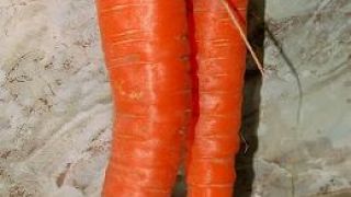 Έμεινε καρότο. Αλλά τι καρότο... (από Galadriel, 31/03/09)