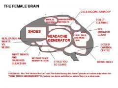 Μπλόκ διάγραμμα γυναικείου εγκέφαλου (από GATZMAN, 23/03/09)