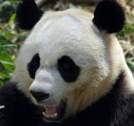 Panda γελαστό (από Vrastaman, 07/03/09)
