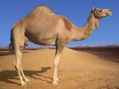 camel (από sexpeer, 26/03/09)