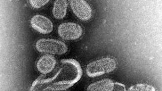 ιός της γρίπης (από GATZMAN, 23/04/09)