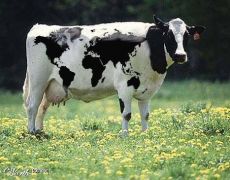 Αγελάδα κλανητάρχης (η υδρόγειος στο δέρμα της). Κλασσική πηγή πρωτεϊνης (από GATZMAN, 27/04/09)