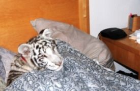 ...τίγρης στο κρεβάτι, πιλαλήστε Χριστιανοί! (από Vrastaman, 04/04/09)