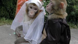 O γάμος της μαϊμούς à la Chinoise. (από Vrastaman, 08/07/09)
