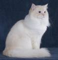 γάτα ράτσας ragamuffin με χαρακτηριστικό μακρύ τρίχωμα (από allivegp, 22/08/09)