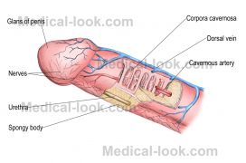 Το λήμμα αναφέρεται στην dorsal vein του σχεδιαγράμματος (από allivegp, 21/03/10)