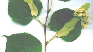 Φύλλα και καρποί του δέντρου Tilia cordata (από Αλάριχος Τεκέλογλου, 28/05/10)