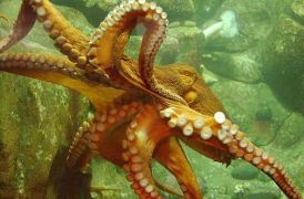 Octopus vulgaris (από Jonas, 07/07/10)