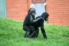 Χιμπατζήδες Bonobo, οι πιο σεξουαλικά δραστήριοι στο ζωικό βασίλειο (από Vrastaman, 17/10/11)