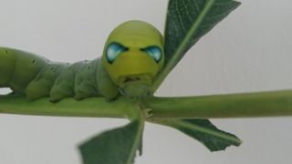 Daphnis nerii caterpillar. Δεν είναι άλιεν αλλά η κάμπια που όπως και το όνομά της δηλώνει, κατατρώει τα δηλητηριώδη φύλλα της δάφνης (φωτο) ώσπου να γίνει και η ίδια τοξική.